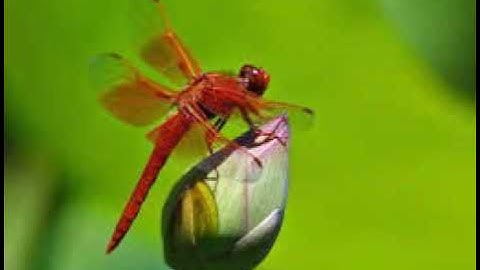 Tại sao chuồn chuồn phải đạp nước