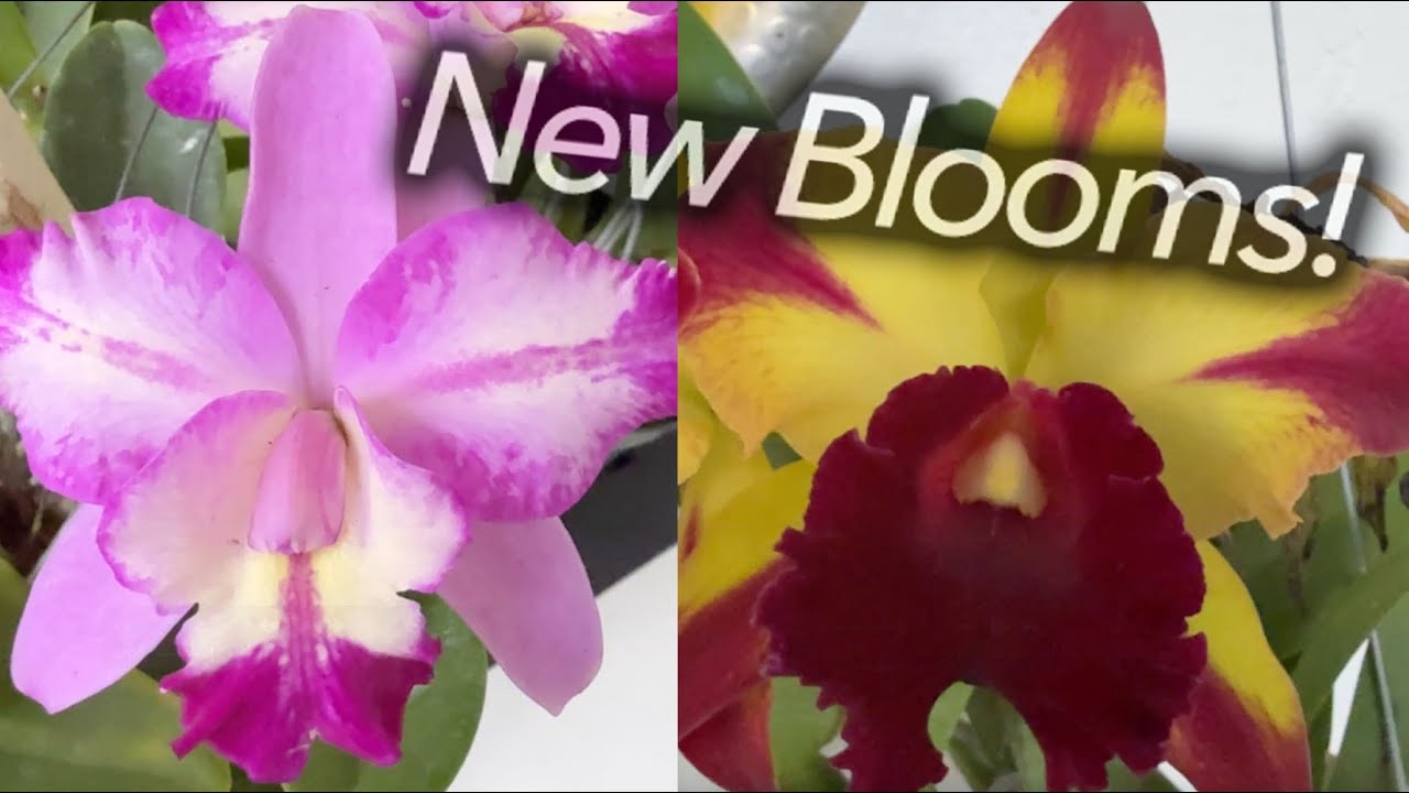New Blooms - YouTube