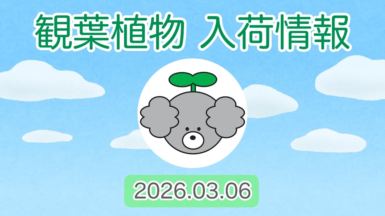 【観葉植物 入荷情報】2026.03.06