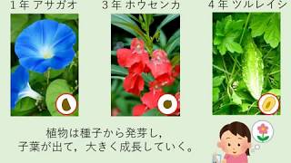 小５理科（大日本図書）植物の発芽と成長①