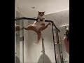 Мир животных 🐱 кот 🐈 ловкий и умелый хищник может залезть куда угодно и крепко держаться...