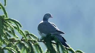 Common Wood Pigeon.