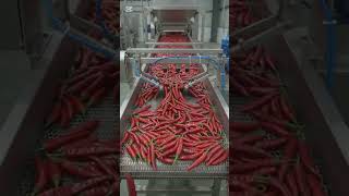 Red chilli powder production process #food #farming #viral #viralshort