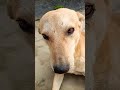 mujhe bhot nind aati Hai 😝🤣😅 #funny #dogs #viral #shorts