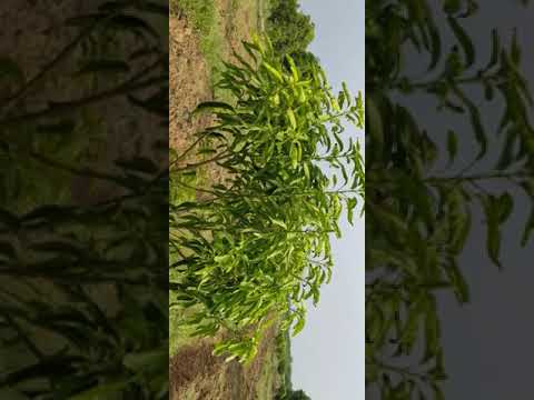 مزرعه اليمن محافظه الحديده تهامة 