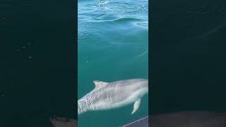 Playful Dolphins' Close Interaction
