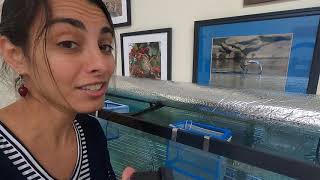 Trout in the Classroom welcomes trout eggs to the Trailside Museum at Ward Pound Ridge Reservation