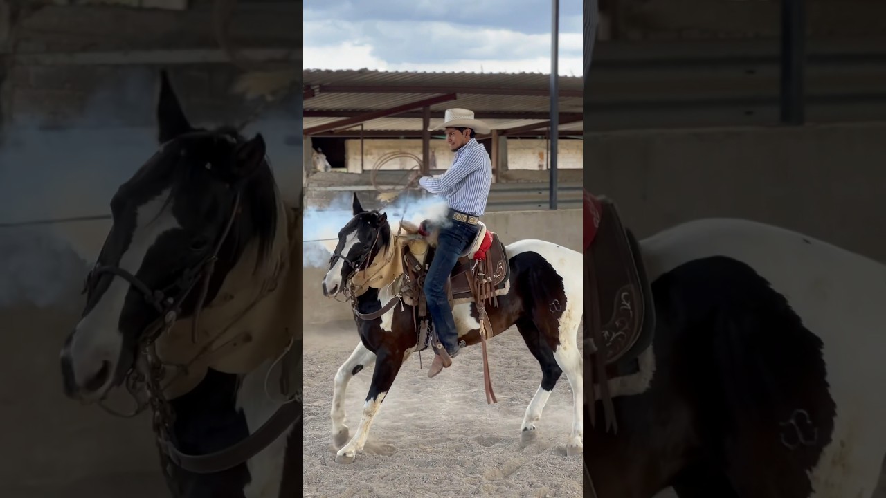 💥L I O N C I T O O 💥 