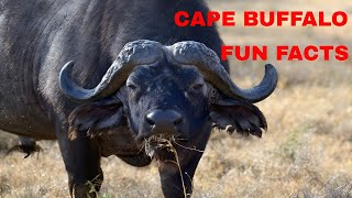 Celebrity Cape Buffalo 10 Fun Facts You Should Know-Can You Grunt Like A Buffalo? Wealth