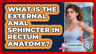 What Is The External Anal Sphincter In Rectum Anatomy? - Colon Health Channel