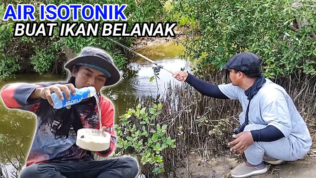 mancing ikan belanak pakai air isoplus ikan belanak suka - YouTube
