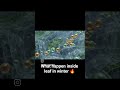 what happen inside the leaf in water will blow your mind.