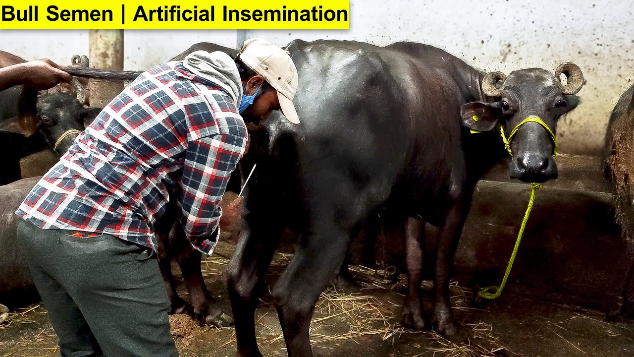 Buffalo Heat | Artificial Insemination | Bull Semen | How to Artificial ...