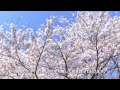 白石川堤 一目千本桜