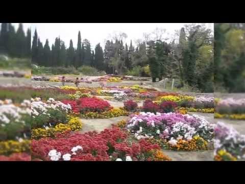 Video: Chrysanthemum Ball sa Nikitsky Botanical Garden