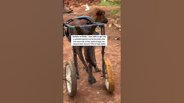 Please donate scroll and donate only 10$ to help Bell get treated thank you #nature #donate