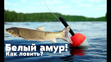 Как на что и где ловить белого амура? На что клюёт белый амур?
