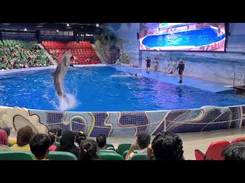 At dolphin show at Dubai dolphinarium