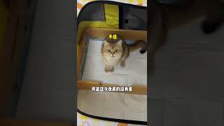 【牛奶是只猫】原来猫也会一孕傻三年！没想到最后小奶猫竟然被小老三……