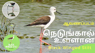 Black-Winged Stilt - Documentary - Wildlife Videography