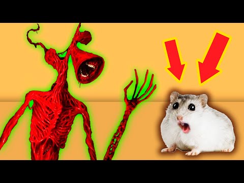 ?? Cute Hamster pets SIREN HEAD Obstacle Course Maze With Traps ?