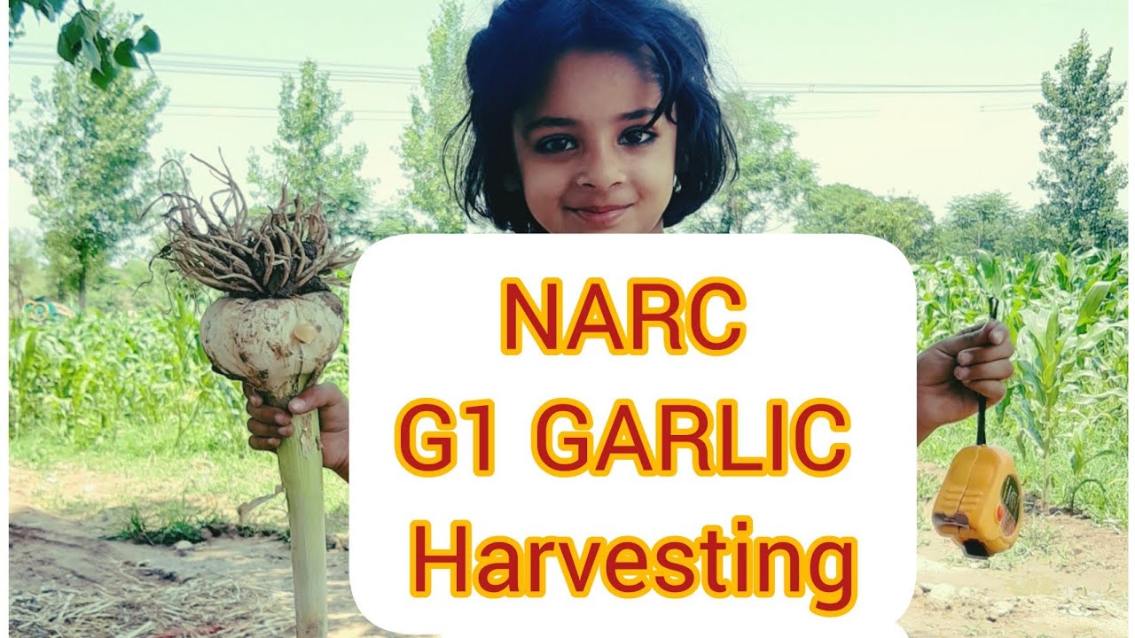 NARC G1 GARLIC harvesting, G1 GARLIC harvesting