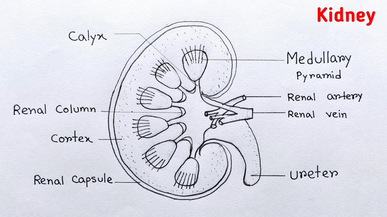 DRAW IT NEAT How to draw Human kidneys