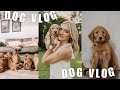 DOG VLOG | puppy photoshoot, new goldendoodle puppy & more