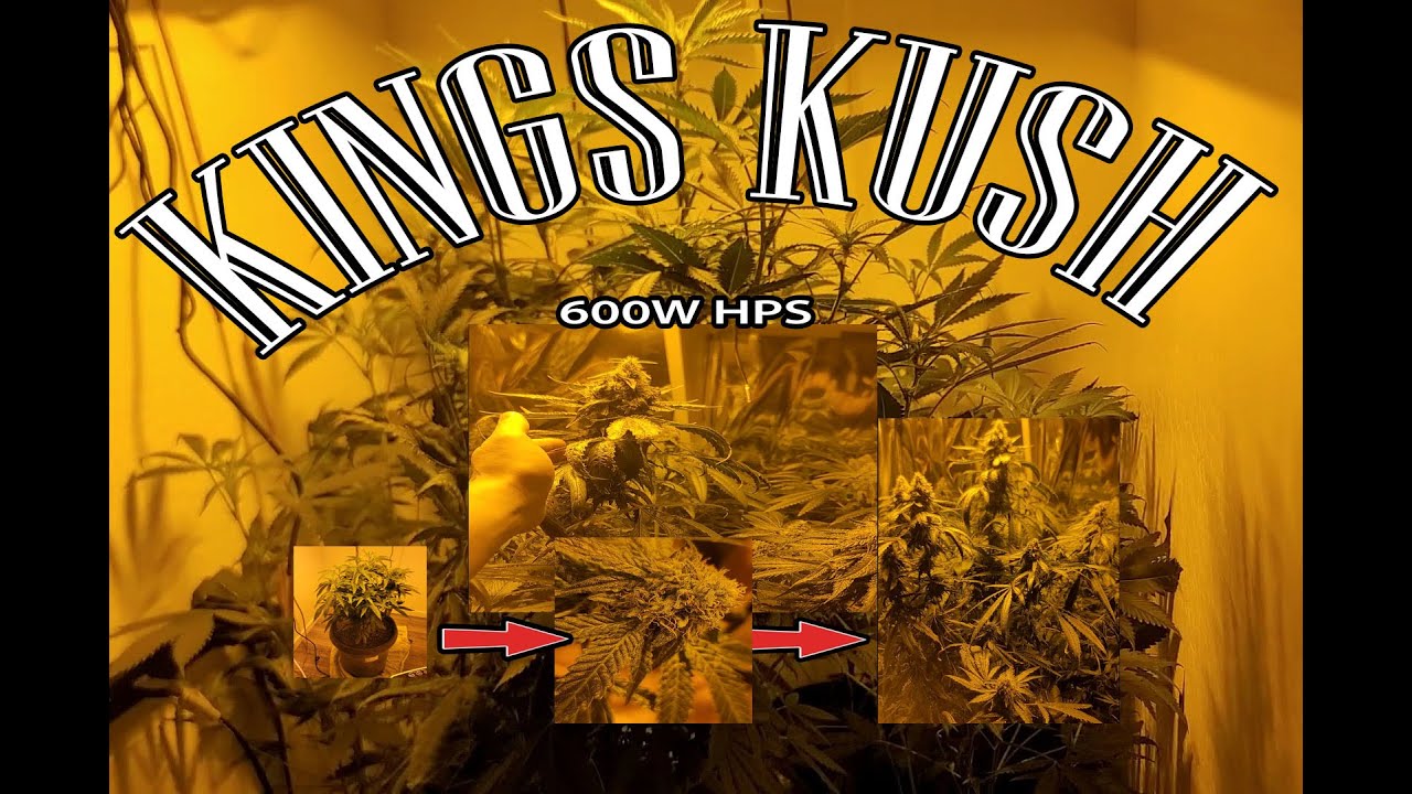 kings Kush 600w Hps Grow