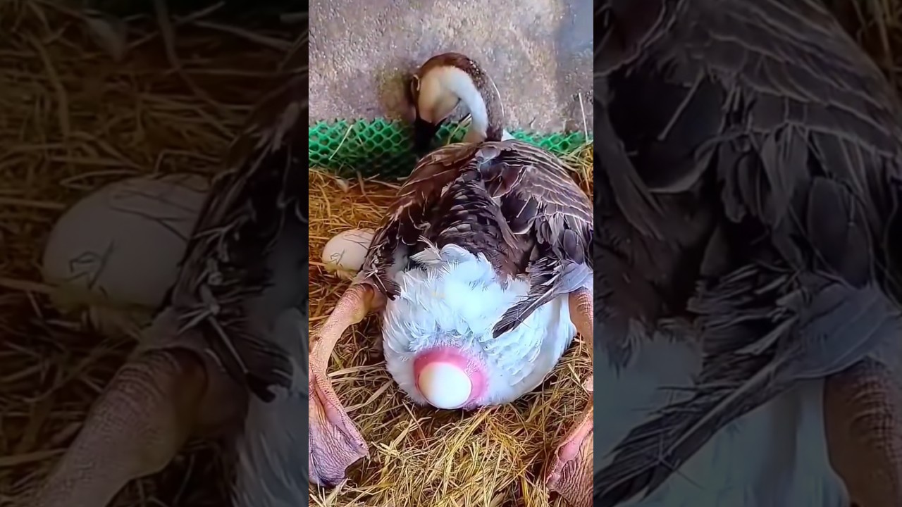 Смотрите, геи! Как же тяжело рожать гуся 😢😢