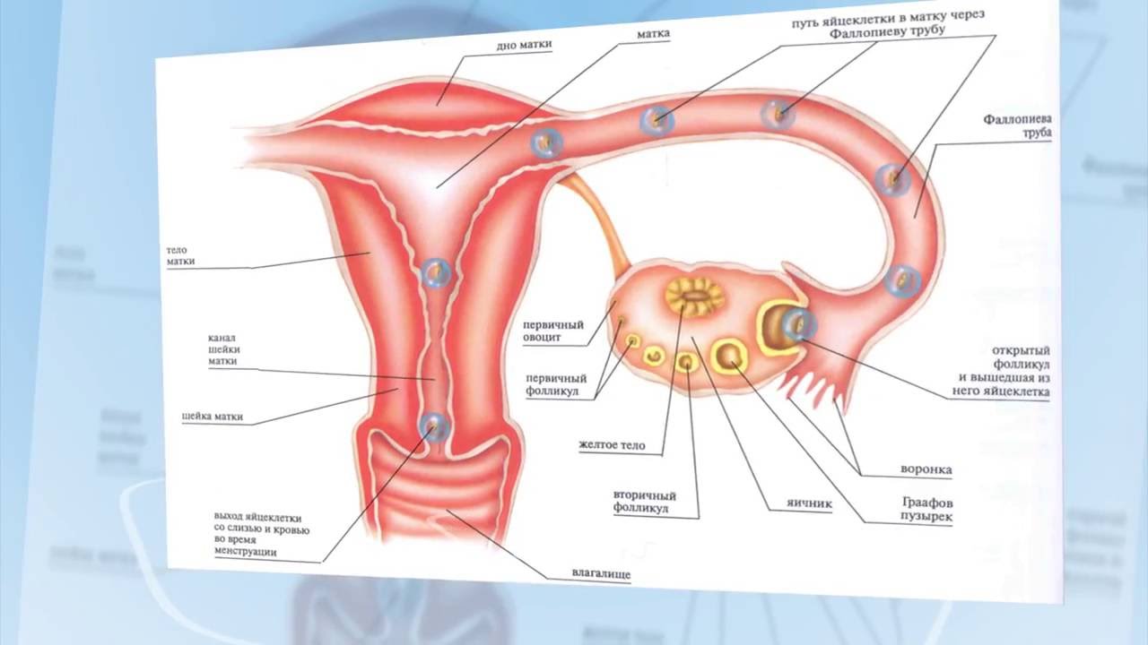 Где происходит яйцеклетки у женщины. Оплодотворение яйцеклетки и образование зародыша. Схема оплодотворения яйцеклетки. Образование и движение оплодотворенной яйцеклетки схема. Схема оплодотворения человека в матке.