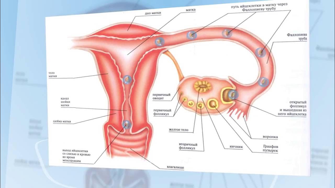 Как правильно пользоваться ходунками для пожилых видео уроки. Путь оплодотворенной яйцеклетки в матку по дням. Оплодотворение в маточной трубе. Группа нейромонах феофан клипы. Картинка что происходит вообще.