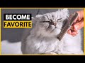 How Persian Cats Choose Their Favorite Person