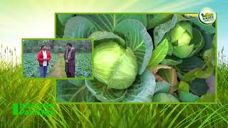 Minimum cost and maximum profit per acre of cabbage cultivation | Kissan Ka Pakistan