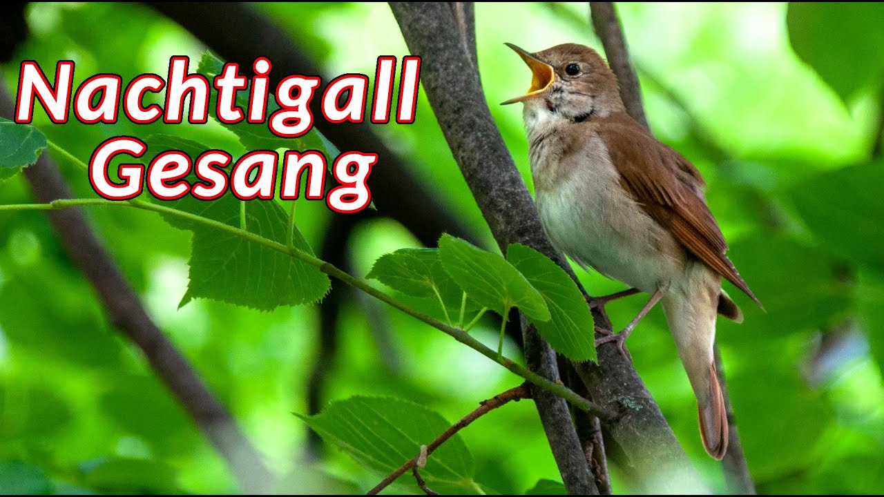 Der Gesang der Nachtigall - Das Frühlingslied der Nachtigall