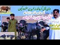 malik faroq jhoti farm | katti farming business in gujrat Pakistan | 10 nilli heifers for sale