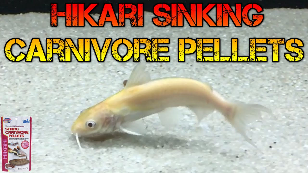 Albino Channel Catfish Eating Hikari Sinking Pellets