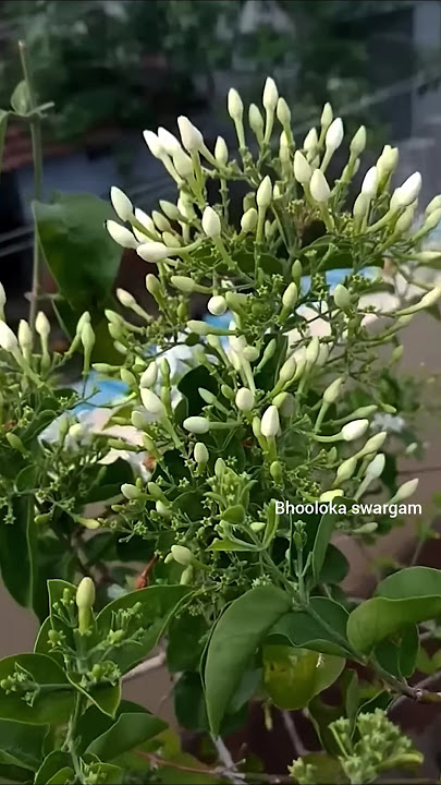 🌱Most Fragrant Jasmine Ever? ☺️Virajaji Flower Full Bloom – Telugu Garden Magic!🎩🔮