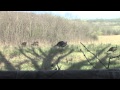 Missouri Turkey Hunting
