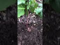 Royal Burgundy Beans #gardening #nature #health #greatpnw #pacificnorthwest #live #love #life #plant