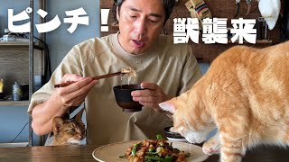Middleaged Man Attacked by Two Beasts [Pork and Green Pepper Stirfried Set Meal]