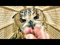 フクロウに噛まれたら痛いのか