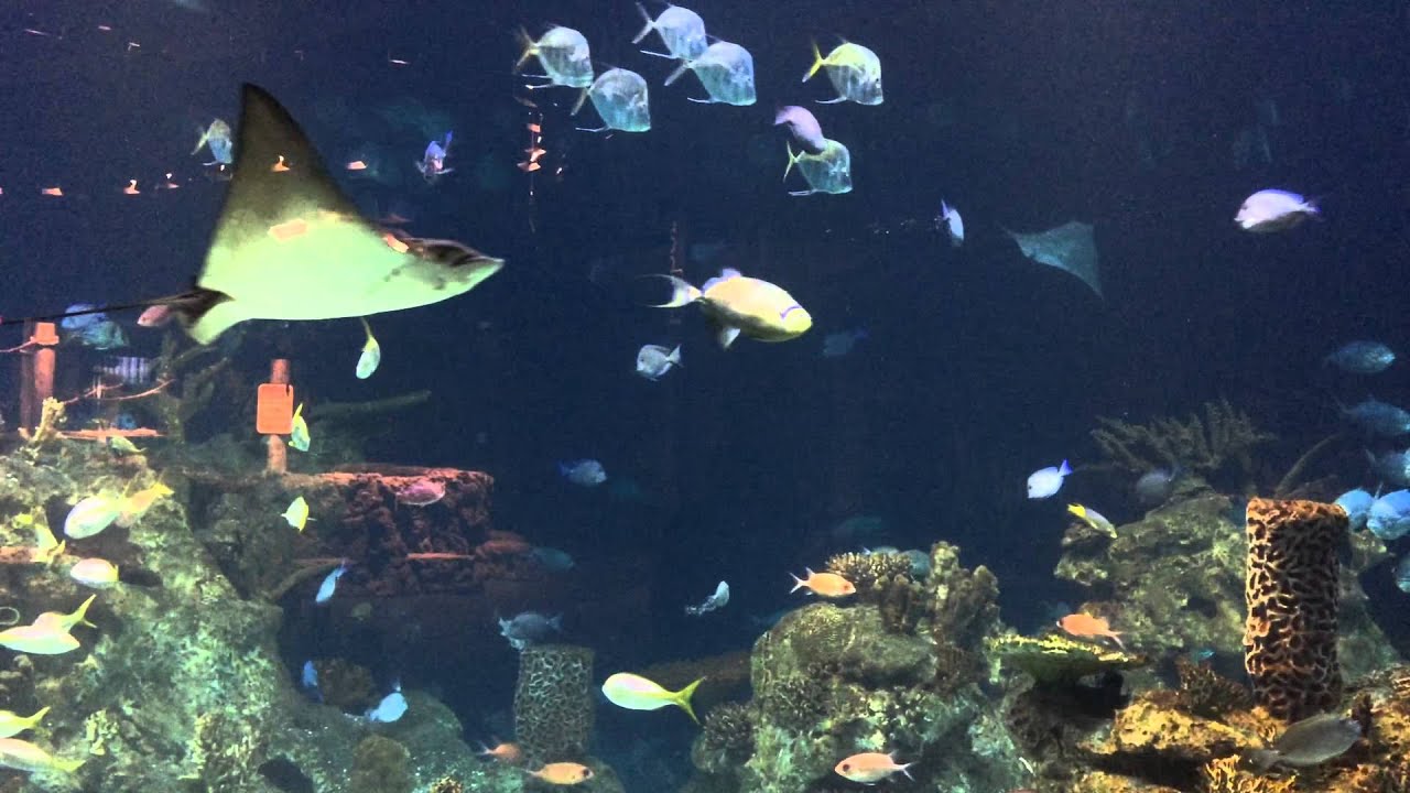 Greensboro Science Center aquarium YouTube