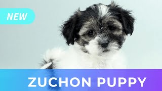 Zuchon Puppy Playing at Chews A Puppy by Chews A Puppy 136 views 4 years ago 1 minute, 22 seconds