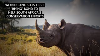 Wildlife Conservation Bond Boosts South Africa’s Efforts to Protect Black Rhinos Wildlife Conservation Bond Boosts South Africa’s Efforts to Protect Black Rhinos