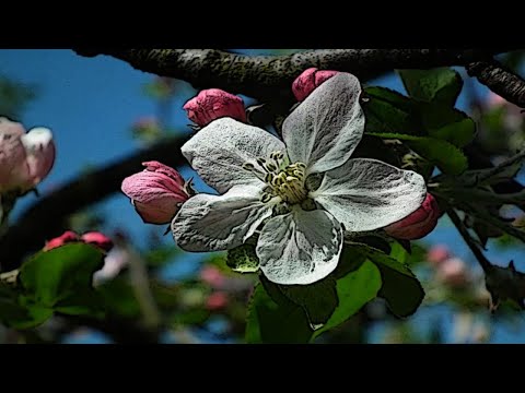 Video: Entwurzelte Gartenpflanzen - Können entwurzelte Pflanzen gerettet werden?