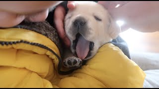 BABY YELLOW LAB PUPPIES by Liam Murphy 6,888 views 5 years ago 4 minutes, 5 seconds