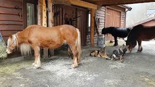 2018 03 25 Hund og hest ved låven litt sau mm Middels