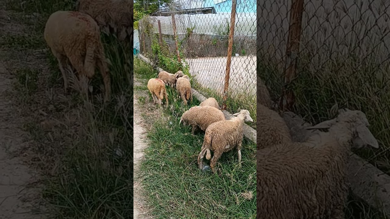 Frisky Sheep Herald THUNDERSTORM (moody blue cloud rolling in) 
