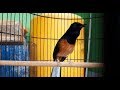 Terbukti Meningkatkan Fighter Murai Batu Lepas Trotol Dengan Suara Murai Belajar Tarung Mp3 - Mp4 Download
